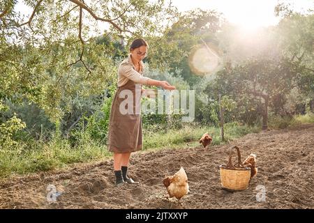 Frau, die Hühner auf dem Bauernhof füttert. Freiweidende Haushenne auf einem traditionellen Bio-Bauernhof mit freilandem Geflügel. Adultes Huhn, das auf dem Boden läuft. Stockfoto