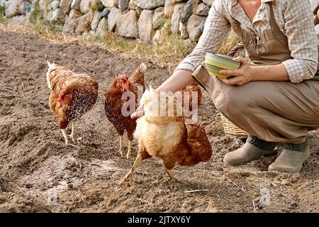 Frau, die auf dem Bauernhof Hühner aus der Hand füttert. Freiweidende Haushenne auf einem traditionellen Bio-Bauernhof mit freilandem Geflügel. Stockfoto