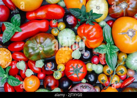 Verschiedene Sorten Art von roten, gelben, grünen und schwarzen Tomaten mischen. Frisch sortiert bunte Sommer Tomaten Hintergrund, Nahaufnahme. Food-Fotografie Stockfoto
