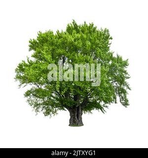 Grüner Baum auf weißem Hintergrund isoliert. Große alte Buche mit saftig grünen Blättern Stockfoto