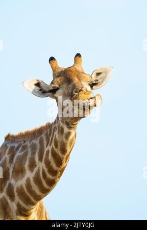 Giraffe (Giraffa camelopardalis) kaut, leckt Tierknochen. Etosha Nationalpark, Namibia Stockfoto