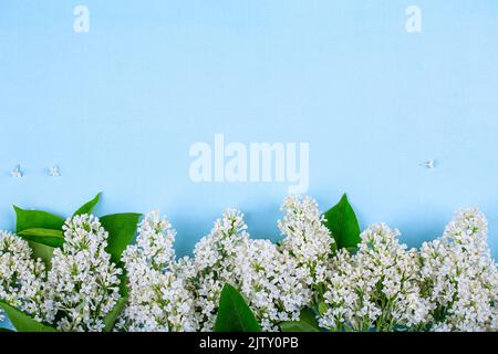 Weiße Fliederblumen auf blauem Hintergrund, Platz kopieren Stockfoto