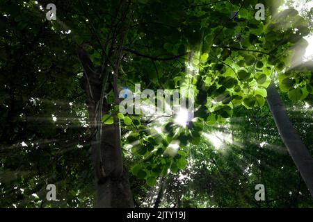 Der Boden eines großen Baumes mit Licht leuchtet durch die schönen grünen Blätter. Stockfoto