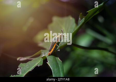 Jewel Beetle thront auf einem Blatt im Garten mit einem schönen orangefarbenen Licht Stockfoto