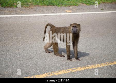 Ugandische Baboon Stockfoto