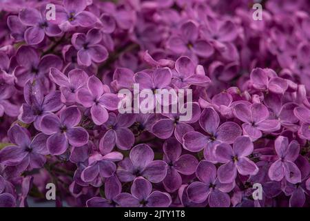 Hintergrund von lila Flieder Blumen, Makrofotografie Stockfoto