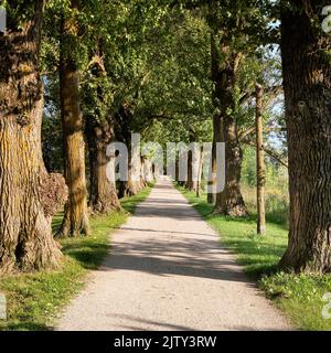 Alte Bäume, Fußweg durch alte Gasse in Tartu, Estland. Heller sonniger Sommertag Stockfoto