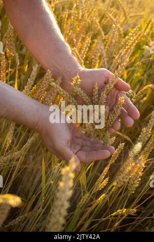 Die Hände des Bauern aus der Nähe halten Ähren von Weizen, Roggen in einem Weizen-, Roggenfeld. Stockfoto