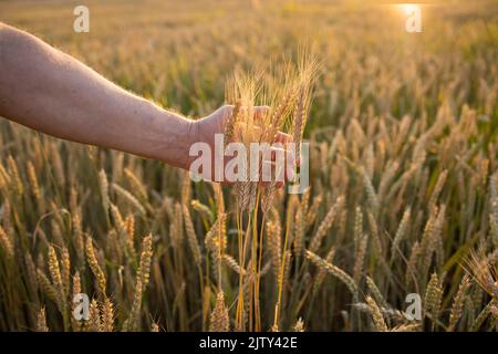 Weizen, Roggen in den Händen eines Bauern. Anbau von Kulturpflanzen. Stockfoto