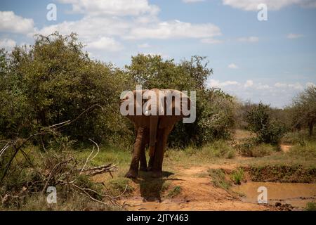Young Elephant konfrontiert den Fotografen in aggressiver Darstellung Stockfoto