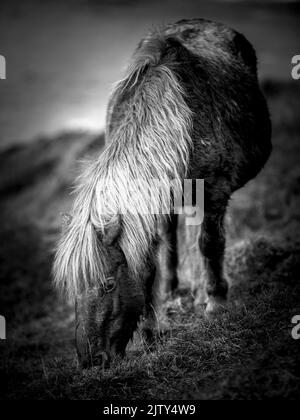 Wilde Ponys am Rinsey Coastline Cornwall. Stockfoto