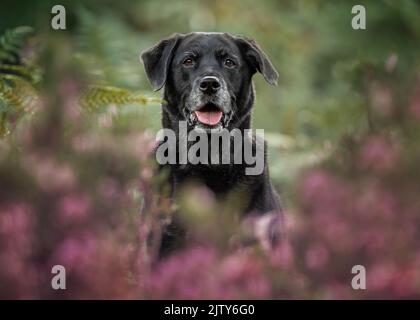 Schwarzer Labrador Stockfoto