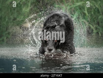 Schwarzer Labrador Stockfoto