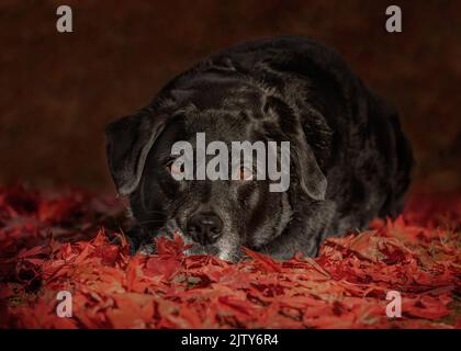 Schwarzer Labrador Stockfoto