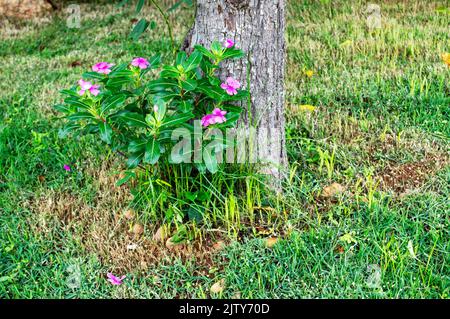 Eine Nahaufnahme von Catharanthus roseus, allgemein bekannt als Bright Eyes, Cape periwinkle. Stockfoto