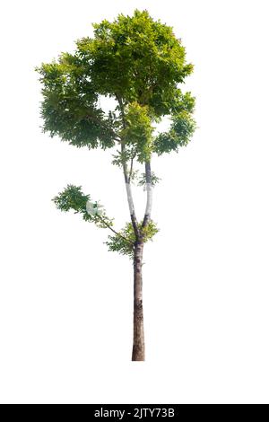 Baum im Garten auf weißem Hintergrund isoliert Stockfoto