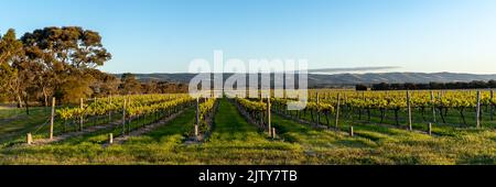 McLaren Valle Vineyard Stockfoto