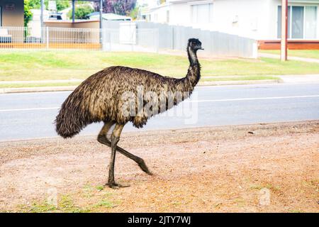 Australische Emu Auf Walkabout Stockfoto