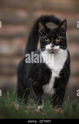 Katze Stockfoto