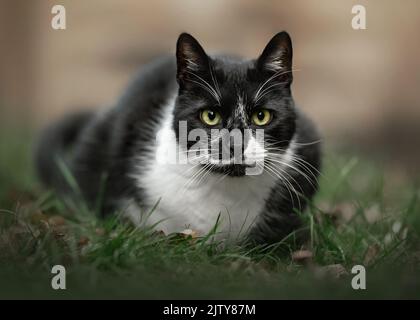 Katze Stockfoto