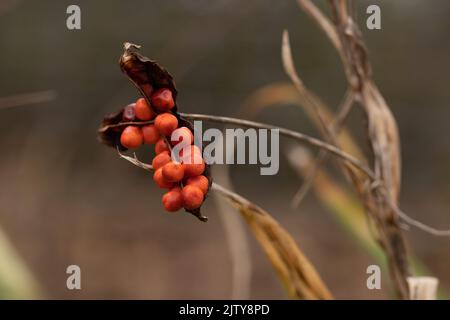 Herren und Damen Pflanzen Orangensamen Stockfoto