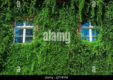 Zwei Fenster an der Wand eines alten Schulhauses in Veltheimsburg, bedeckt mit Efeupflanzen Stockfoto
