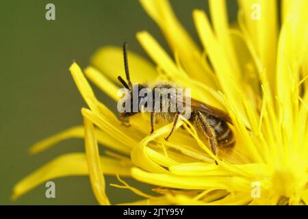 Detailreiche Nahaufnahme einer männlichen Mining Bee, Andrena fulvago , die in einer gelben, rauhen Weißbart-Blüte, Crepis biennis, sitzt Stockfoto