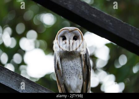 Stalleule, Tyto alba, Satara, Maharashtra, indien Stockfoto