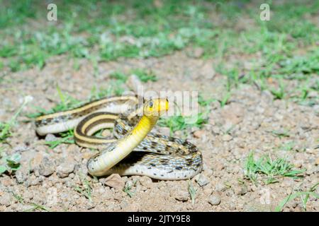 Buff gestreifter Kielback, Amphiesma stolatum, Satara, Maharashtra, Indien Stockfoto