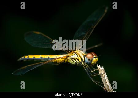 Gelbe Skimmer-Libelle, Pantala flavescens, Satara, Maharashtra, Indien Stockfoto