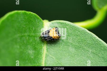 Orb Weberspinne, Satara, Maharashtra, Indien Stockfoto