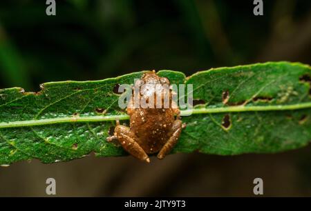 Raorchestes ghatei der gemeinsame Name Ghate-Strauchfrosch ist eine Art von Strauchfröschen endemisch Western Ghats von Maharashtra, Satara, Maharashtra, Indien Stockfoto