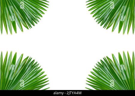 Einzelne grüne Palmenblatt Nahaufnahme auf Oberfläche isoliert Weißer Hintergrund Stockfoto