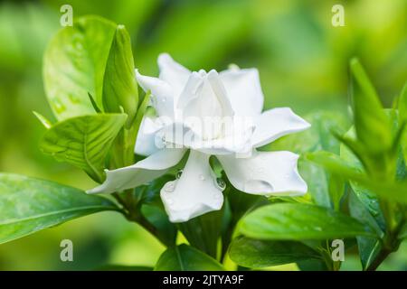 Hübsche Gardenia Blume (Gardenia jasminoides) Blüht schön am Morgen in der grünen Blatt Garten Hintergrund Stockfoto