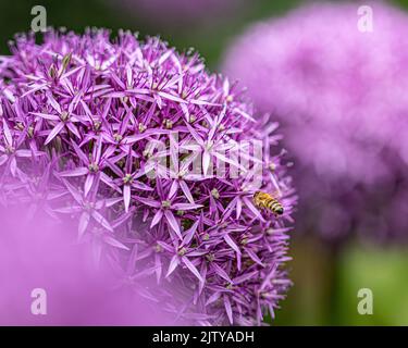 Eine Nahaufnahme einer Biene, die auf violetten Riesen-Allium-Blüten bestäubt Stockfoto