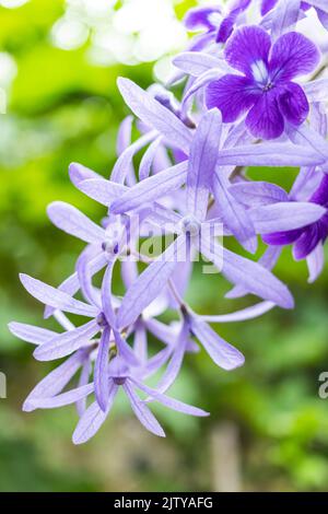 Schöne lila Kranz Rebe (Petrea Volubilis) oder Königin Kranz Rebe Blume auf verschwommenem Hintergrund Stockfoto