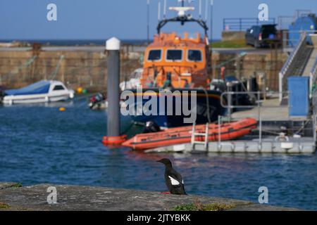 Schwarzer Guillemot (Cepphus-Grütze). Portpatrick, Dumfries und Galloway, Schottland. Juli 2022. An der Hafenmauer mit Rettungsboot im Hintergrund. Stockfoto