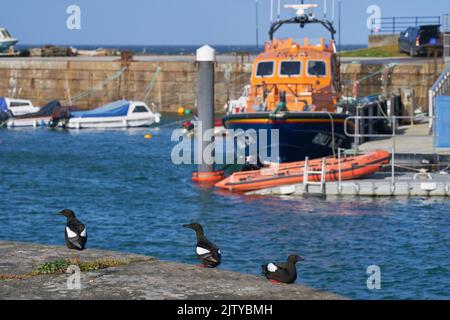 Schwarzer Guillemot (Cepphus-Grütze). Portpatrick, Dumfries und Galloway, Schottland. Juli 2022. An der Hafenmauer mit Rettungsboot im Hintergrund. Stockfoto