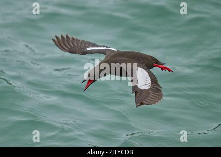 Schwarzer Guillemot (Cepphus-Grütze). Portpatrick, Dumfries und Galloway, Schottland. Juni. Fluganzeige für Erwachsene Stockfoto