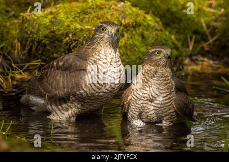 Sparrowhawks Baden Stockfoto