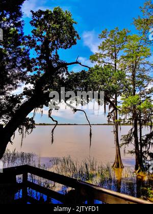 Blakeley State Park am Ufer des Tensaw River Stockfoto