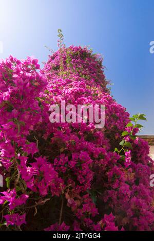 Eine riesige lila Bougainvillea in Blüte. Stockfoto