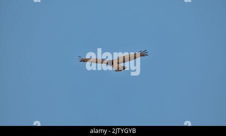 Ein Schwarzer Schlangenadler im Flug in der südafrikanischen Savanne Stockfoto