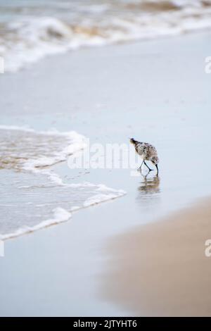 Ein Vogel am Strand in Texas Stockfoto