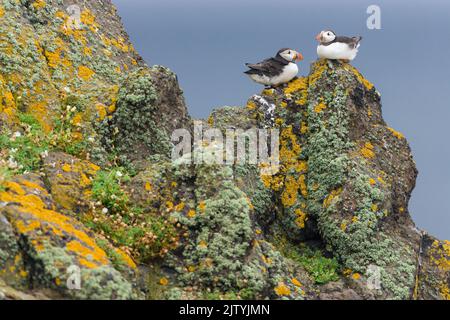 Atlantic Puffin (Fratercula Arctica), ein Paar, das auf Flechten-bedeckten Felsen ruht, Isle of May, Firth of Forth, Schottland Stockfoto