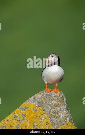 Atlantischer Papageitaucher (Fraterkula arctica) auf Flechten-bedeckten Felsen, Shiant Islands, Schottische Highlands, Großbritannien Stockfoto