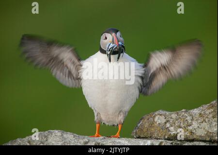 Atlantischer Papageitaucher (Fraterkula arctica) mit Sandalen, Shiant Islands, Schottische Highlands, Großbritannien Stockfoto