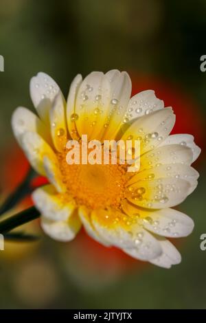Wassertropfen auf Einem Blatt Einer isolierten Cosmos-Blume Stockfoto