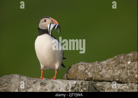 Atlantic Puffin (Fraterkula Arctica), Shiant Islands, Scottish Highlands, Großbritannien Stockfoto