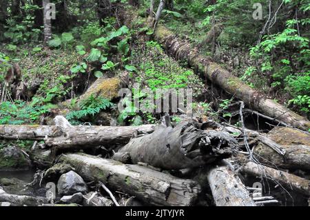Ein großer Haufen gefallener alter Bäume im Bett eines kleinen Gebirgsflusses im Morgenwald nach Regen. Tevenek River (Third River), Altai, Sibirien, R Stockfoto